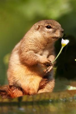 Read online Cute Squirrel with a White Flower Animal Journal: 150 Page Lined Notebook/Diary - NOT A BOOK file in ePub
